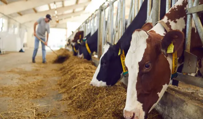 دیوارکشی اصولی و قانونی دامداری ها و آنچه باید دامداران بدانند